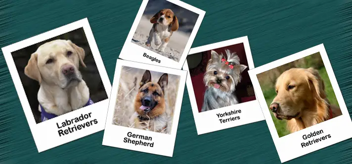 10 Most Popular Dog Breeds